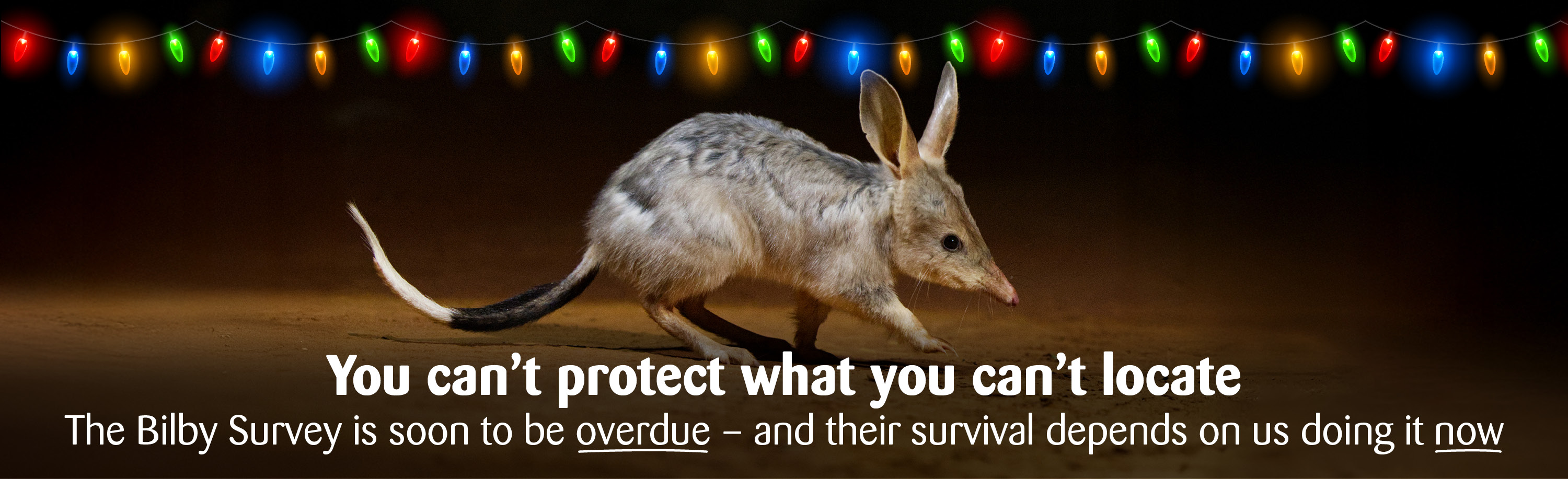 a bilby in Currawinya photographed at night. The words below read "You can't protect what you can't locate. The Bilby Survey is soon to be overdue - and their survival depends on us doing it now" above are a string of colourful Christmas lights.